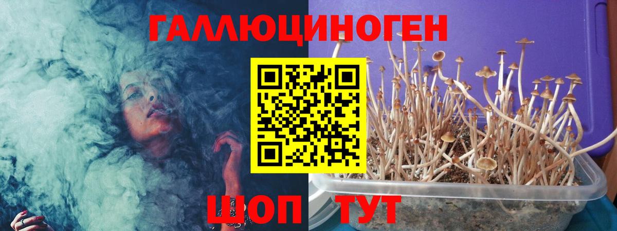 Галлюциногенные грибы Psilocybine cubensis Котовск